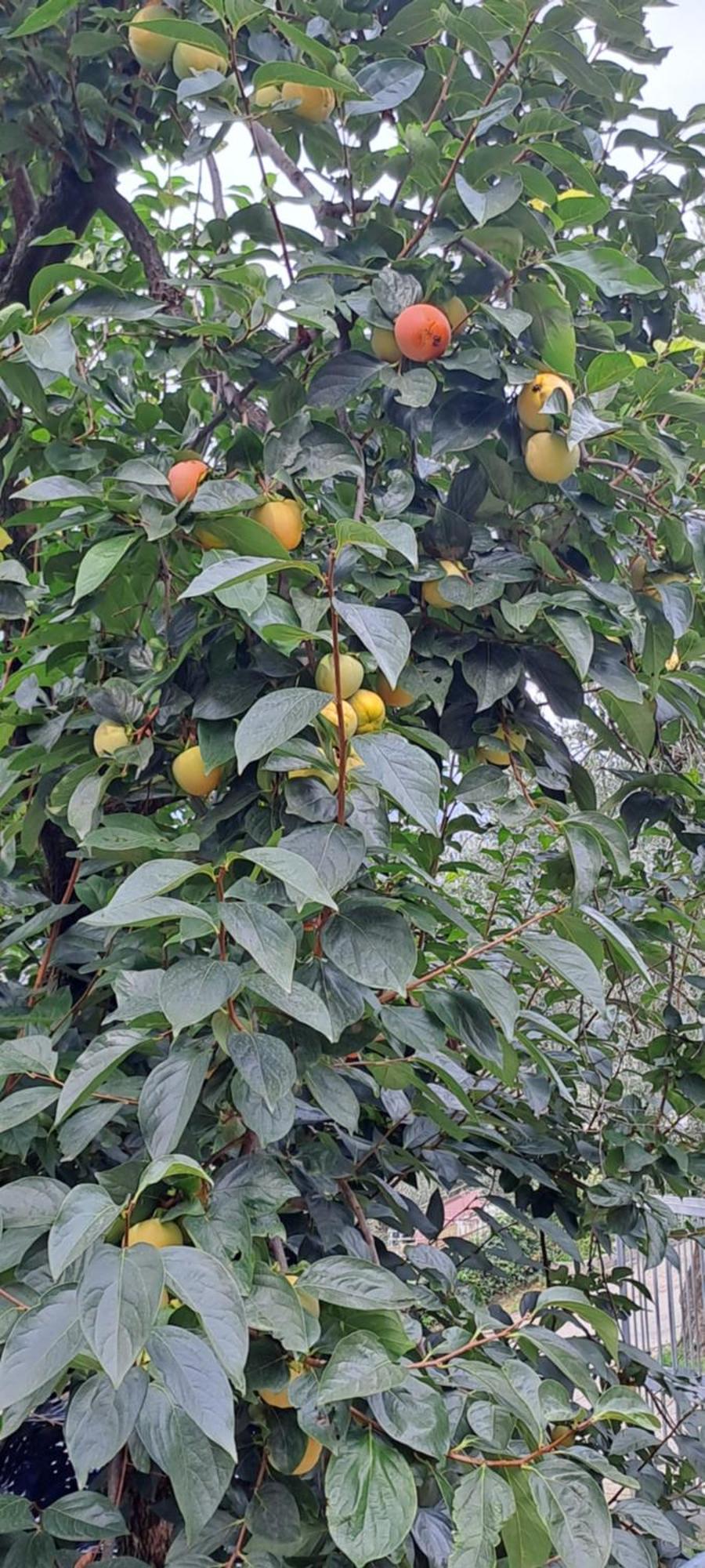 Appartamento Ciclamino Malcesine Buitenkant foto